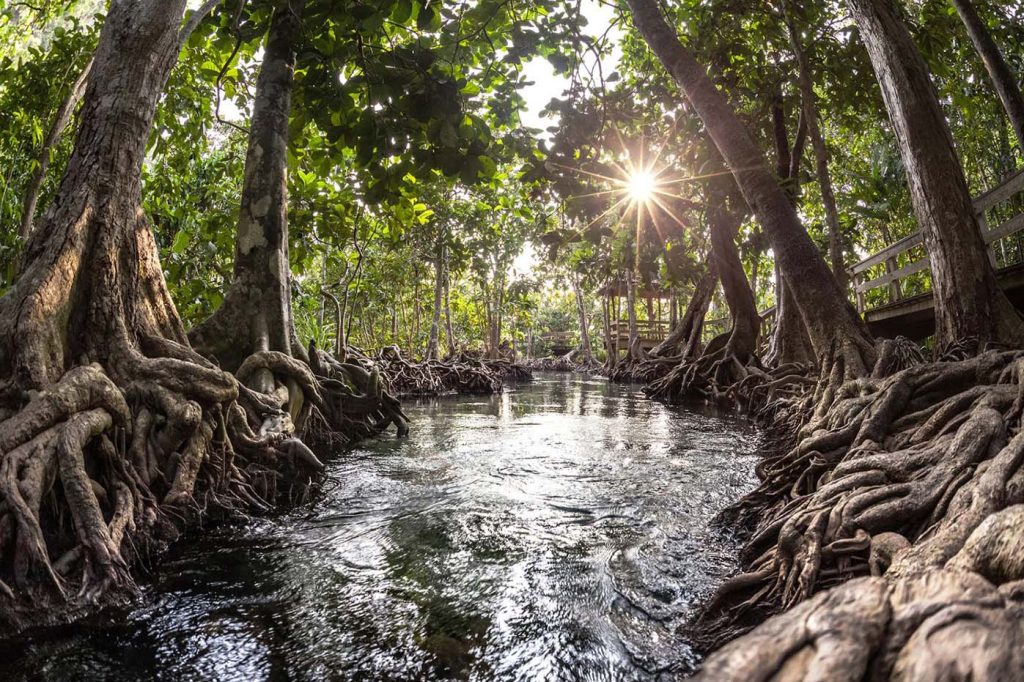 Mangrove Swamp1